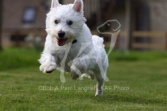 Terrier - West Highland White