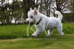 Terrier - West Highland White