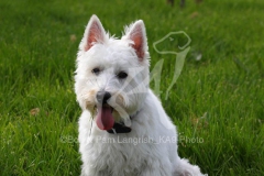 Terrier - West Highland White
