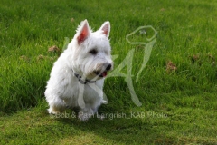 Terrier - West Highland White