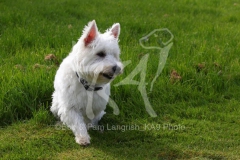 Terrier - West Highland White