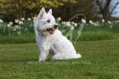 Terrier - West Highland White