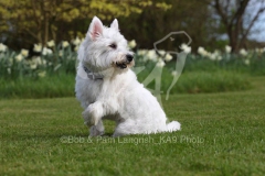 Terrier - West Highland White