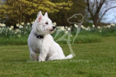 Terrier - West Highland White