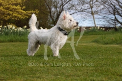 Terrier - West Highland White