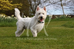 Terrier - West Highland White