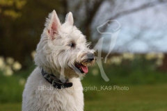 Terrier - West Highland White