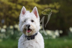 Terrier - West Highland White