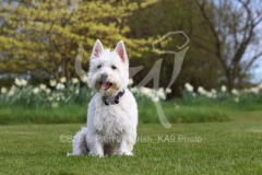 Terrier - West Highland White