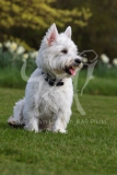 Terrier - West Highland White