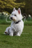 Terrier - West Highland White