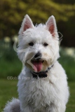 Terrier - West Highland White