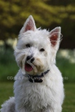 Terrier - West Highland White
