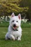 Terrier - West Highland White