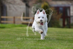 Terrier - West Highland White