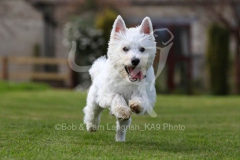 Terrier - West Highland White