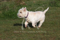 Terrier - West Highland White
