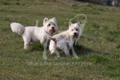 Terrier - West Highland White