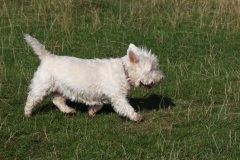 Terrier - West Highland White