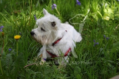 Terrier - West Highland White