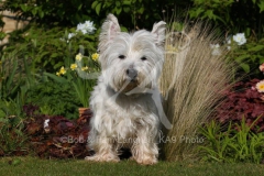 Terrier - West Highland White