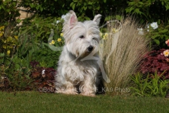 Terrier - West Highland White