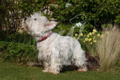 Terrier - West Highland White