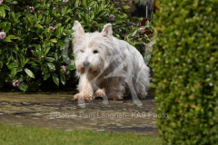 Terrier - West Highland White