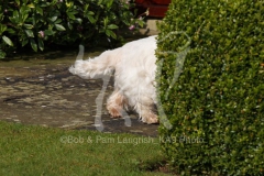 Terrier - West Highland White