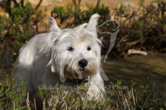 Terrier - West Highland White