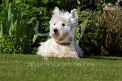 Terrier - West Highland White