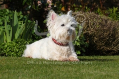 Terrier - West Highland White
