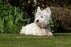 Terrier - West Highland White