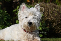 Terrier - West Highland White