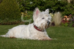 Terrier - West Highland White