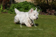 Terrier - West Highland White