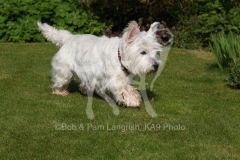 Terrier - West Highland White