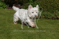 Terrier - West Highland White