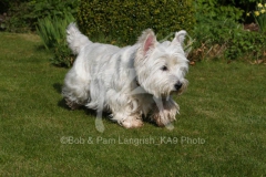 Terrier - West Highland White