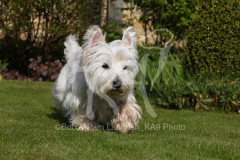 Terrier - West Highland White