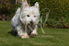 Terrier - West Highland White