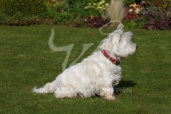 Terrier - West Highland White