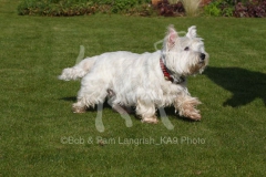 Terrier - West Highland White
