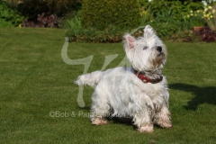 Terrier - West Highland White