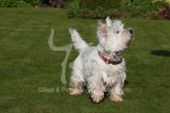 Terrier - West Highland White