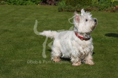 Terrier - West Highland White