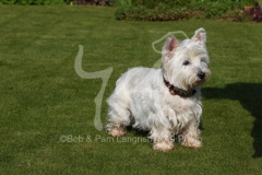 Terrier - West Highland White