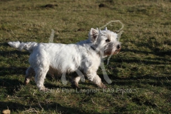 Terrier - West Highland White