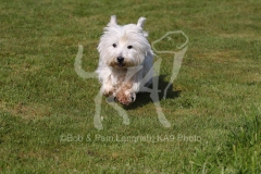 Terrier - West Highland White