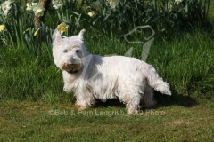 Terrier - West Highland White